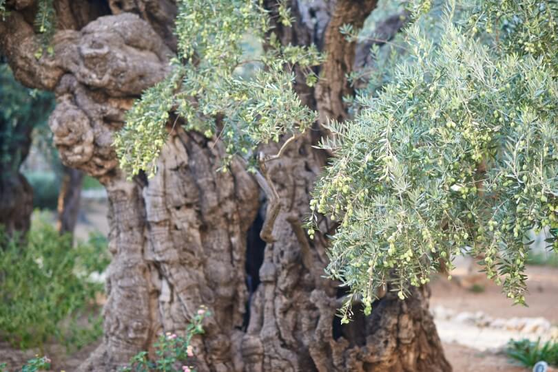 סיור ללימוד ערבית מדוברת בירושלים – תמונה 12